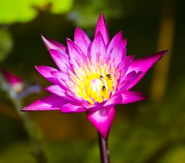 pembe lotus