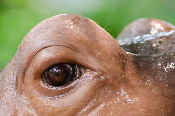 Животные глаза — стоковое фото