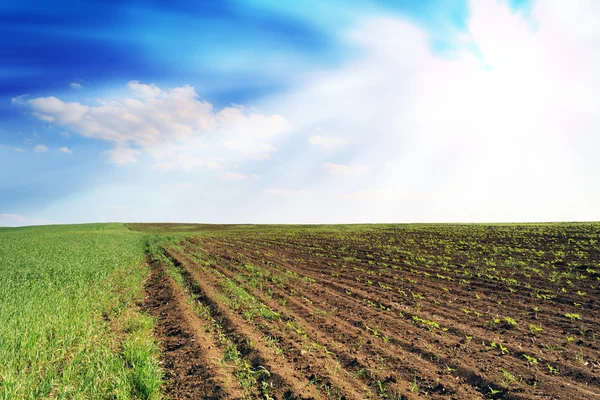 Campo de trigo idílico y sol —  Fotos de Stock