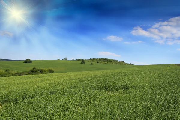 Ідилічному пшенична сфера і сонце — стокове фото