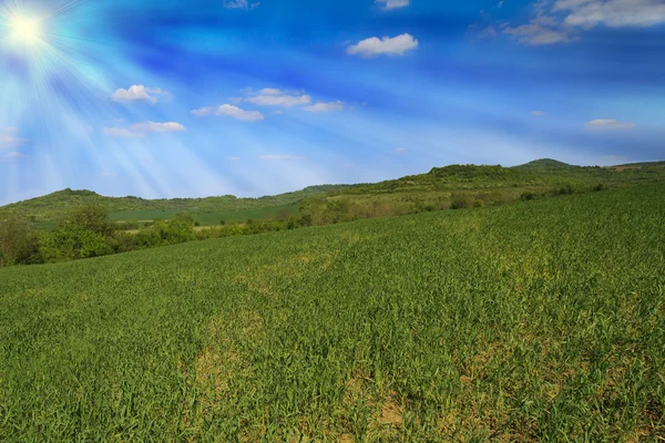 Campo de trigo idílico e luz do sol — Fotografia de Stock