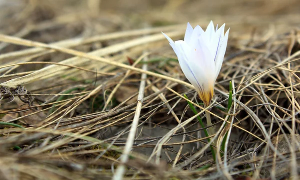 stock image White crocus