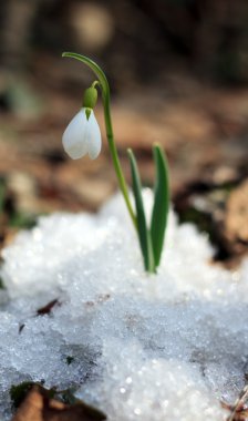 Snowdrop clipart