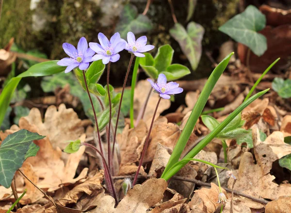 Blue wild spring flowers — Stock Photo, Image