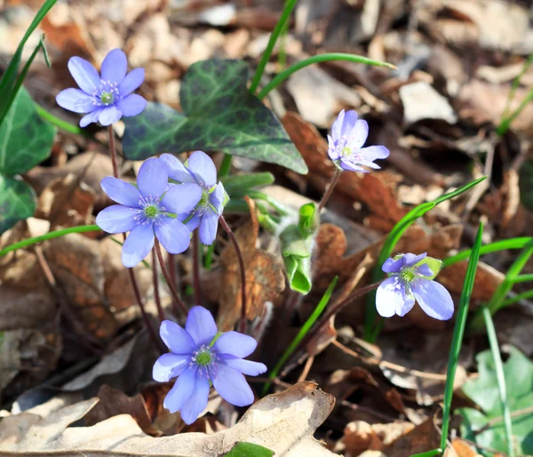 Blue wild spring flowers — Stock Photo, Image