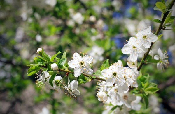 stock image Spring blooming