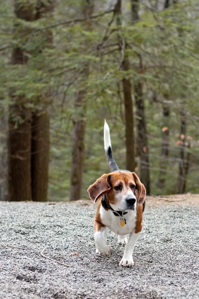 ビーグル犬の狩猟犬 — ストック写真