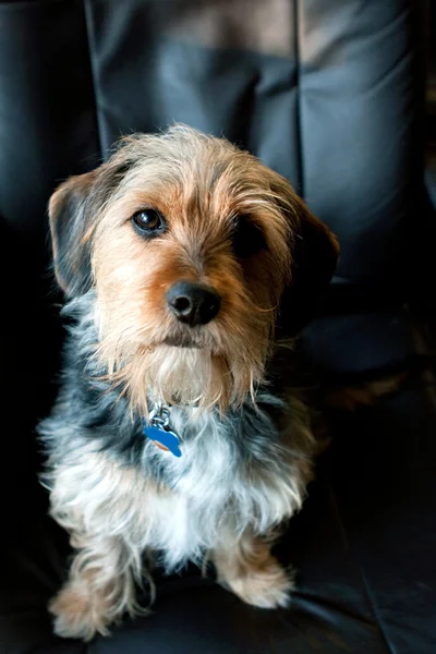 Cute Borkie Puppy — Stok Foto