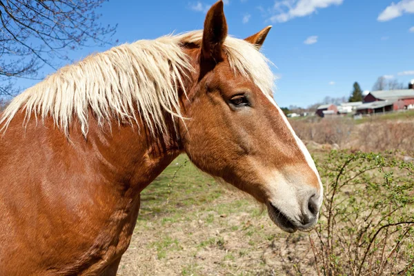 Beautiful Brown Horse — Stock Photo, Image