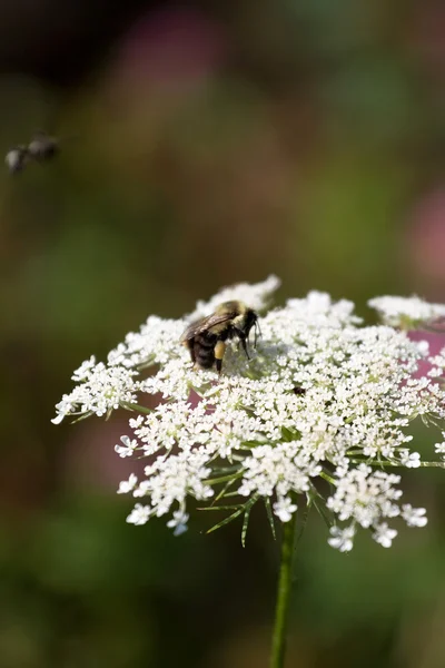 Bir çiçek üzerinde Bumble bee — Stok fotoğraf