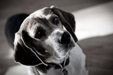 Dramatic Beagle Dog Portrait clipart