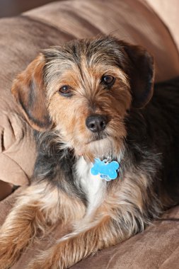 Yorkie Mix Mutt clipart