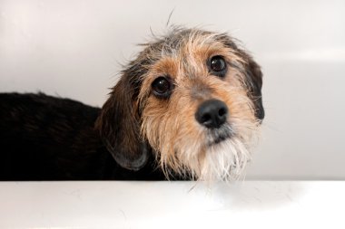 Dog In the Bath Tub clipart