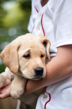 Altın sarı lab köpek yavrusu