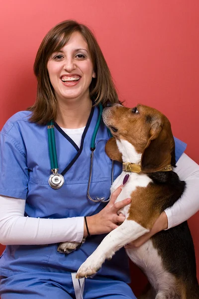 Comprobación veterinaria — Foto de Stock