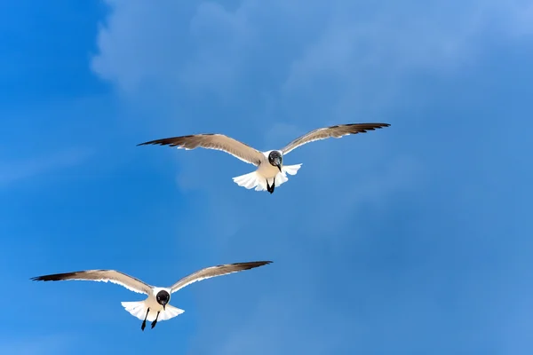 Mouettes des Caraïbes Volant — Photo