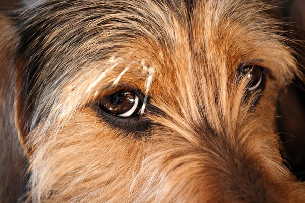 Köpek gözlerini kapatmak — Stok fotoğraf