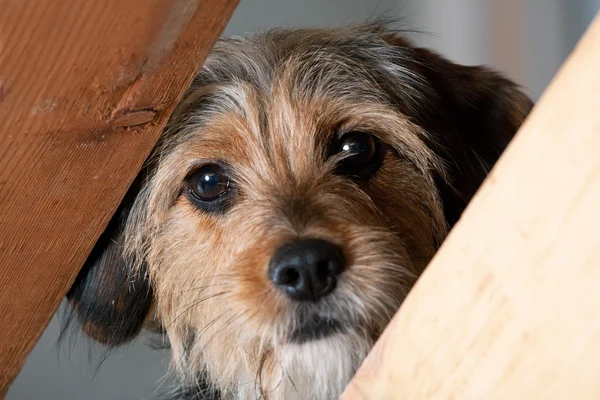 Borkie hond gluren door een gat — Stockfoto