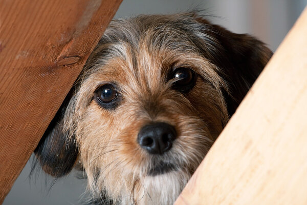 Borkie köpek bir boşluk ile bakmak — Stok fotoğraf