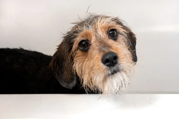 Cão na banheira — Fotografia de Stock