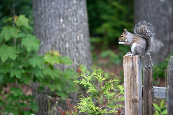 회색 다람쥐 — 스톡 사진