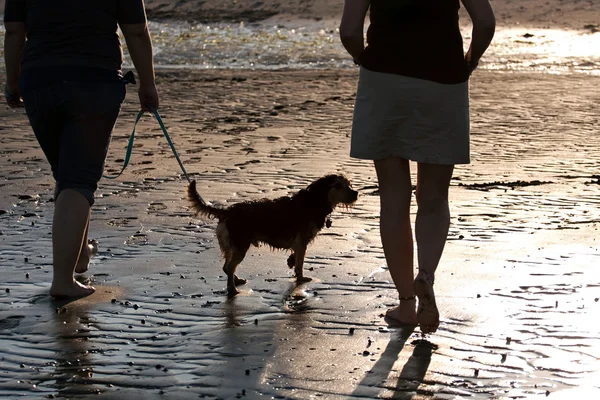 Nők séta a kutya — Stock Fotó