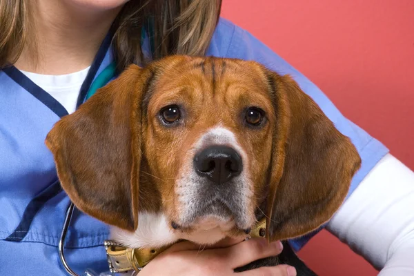 Veterinario con un Beagle — Foto Stock