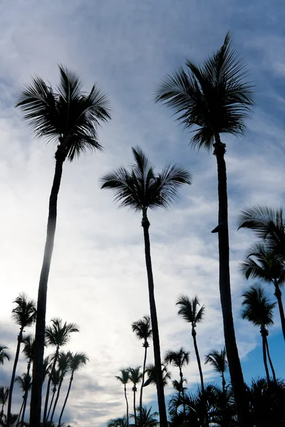 Silhouet van Palm bomen — Stockfoto