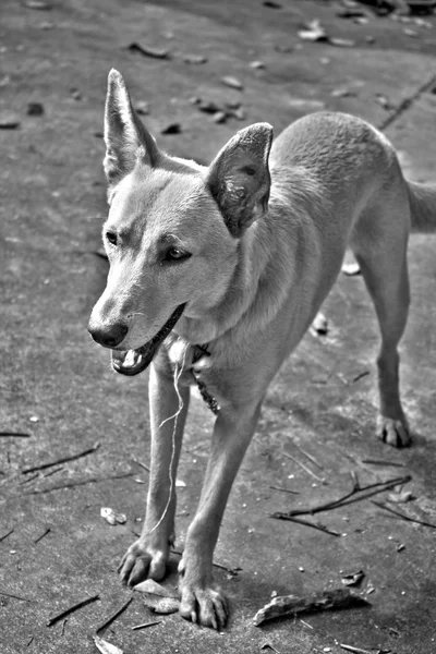 Mixed Breed Dog — стоковое фото