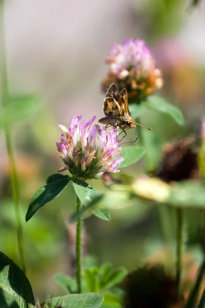 Moth Drinking Nectar — Stock Photo, Image