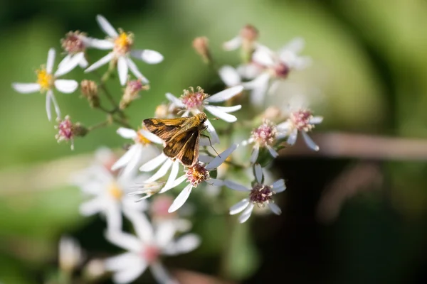 Vlinder aan bloemen — Stockfoto