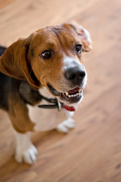 Cão Beagle de raça pura — Fotografia de Stock