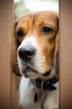 üzgün beagle