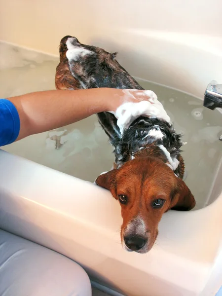 Beagle banyo — Stok fotoğraf