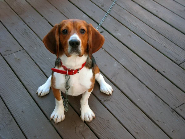 Renrasig beagle — Stockfoto