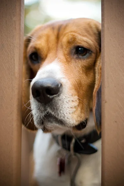 Triste beagle — Fotografia de Stock