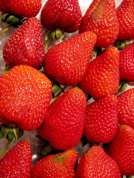 stock image Rows of Strawberries