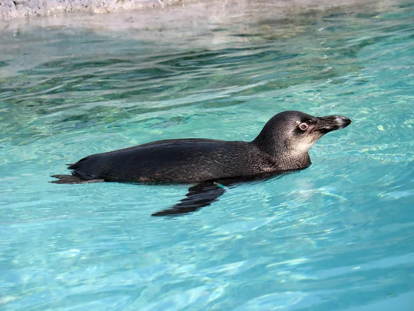 Tučňák plavání — Stock fotografie