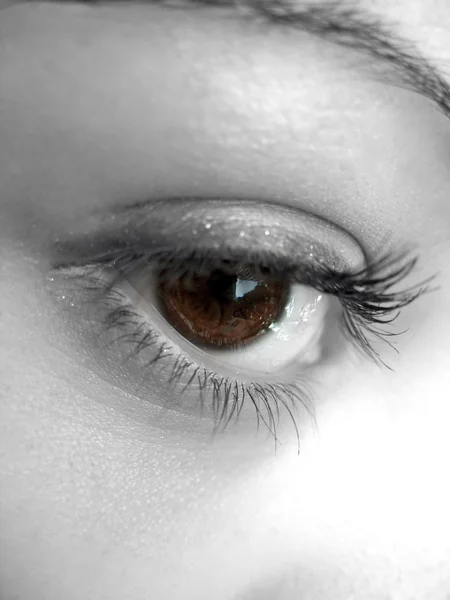 Occhio marrone grazioso — Foto Stock