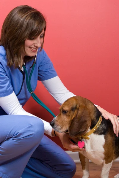 Cão doente no veterinário — Fotografia de Stock