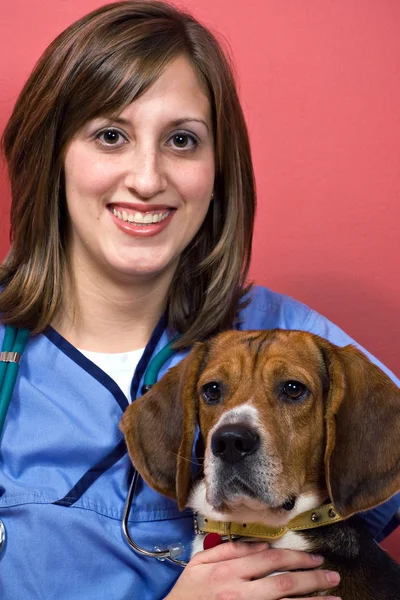 Ветеринар с биглом — стоковое фото