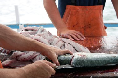 Fishermen Cleaning Blue Fish clipart