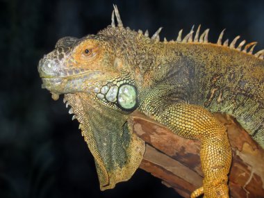 Iguana