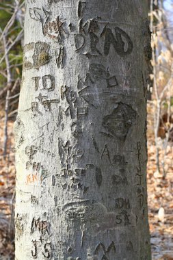 Tree carvings clipart