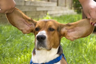 Big Ear Beagle clipart