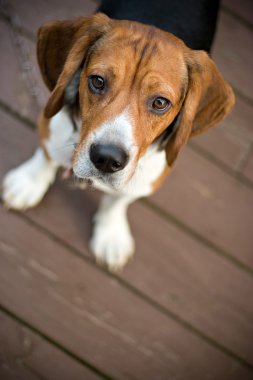 Curious Beagle clipart