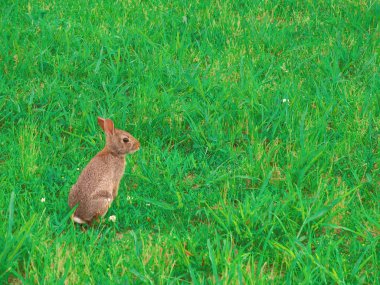 vahşi jack rabbit tavşan