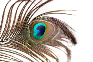 Isolated Peacock Feather clipart