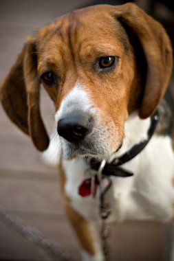 Cute Beagle Dog clipart