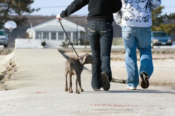 子犬の歩行 — ストック写真
